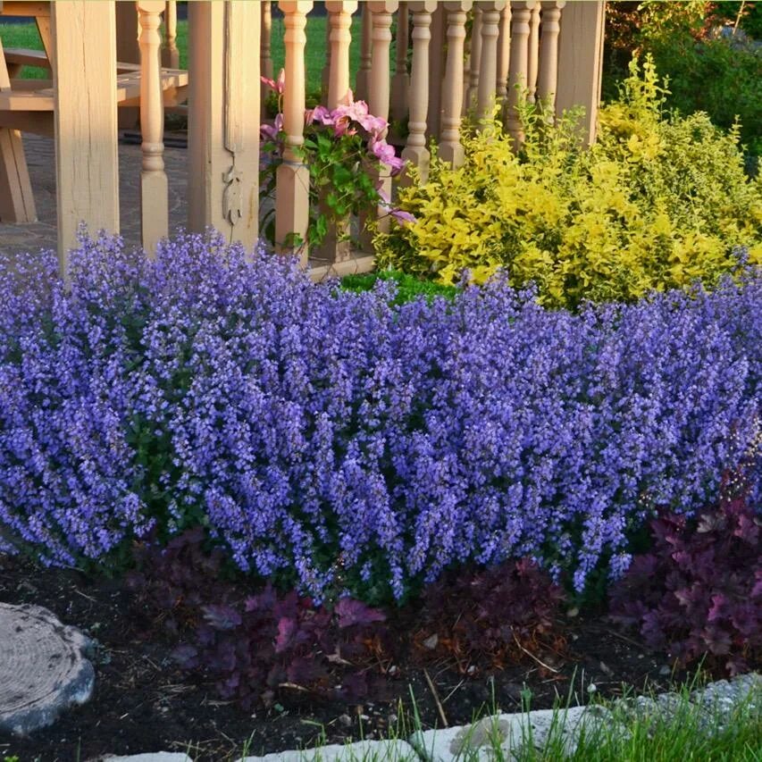 Котовник блю вандер описание. Котовник фассена (nepeta. котовник фассена chettle blue. котовник блю вандер. котовник фассена блю вандер.