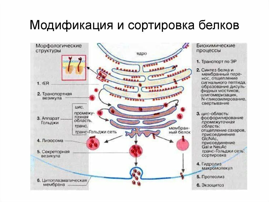 Эпс участвует в синтезе белков. Сортировка и модификация белков. Строение Единой мембранной системы. Система мембран клетки. Единой мембраной системой клетки что это.