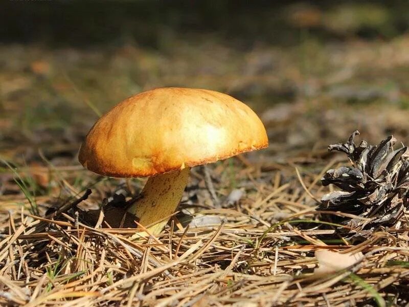 Осенние грибы маслята. Гриб Suillus luteus. Маслёнок обыкновенный грибы. Съедобные грибы маслята. Маслёнок настоящий Suillus luteus.