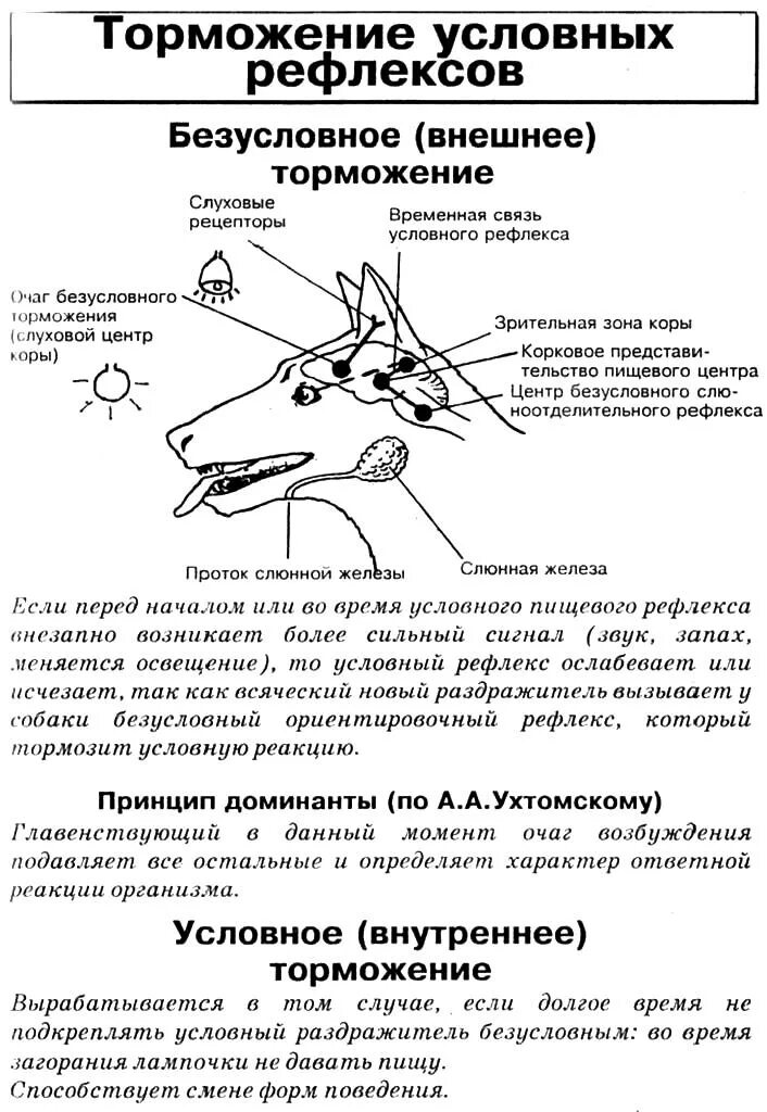 Схема безусловного торможения условных рефлексов. Выработка условных рефлексов ЕГЭ биология. Таблица торможение условных и безусловных рефлексов. Пример внутреннего торможения рефлексов.