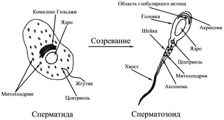 Рисунок мужской половой клетки. Строение сперматозоида рисунок. Строение сперматозоида млекопитающего. Схема строения сперматозоида млекопитающего. Строение сперматозоида гистология.