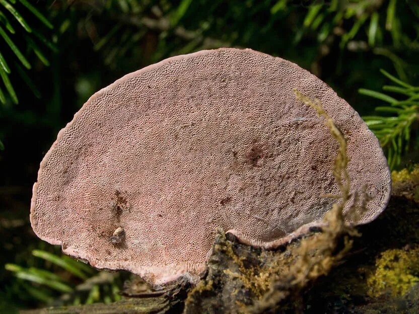 сосновая губка phellinus. Et fr. трутовик еловый. трутовик дубравный. трутовик сосновый.