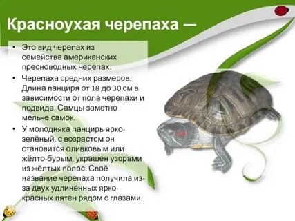 Характер черепах