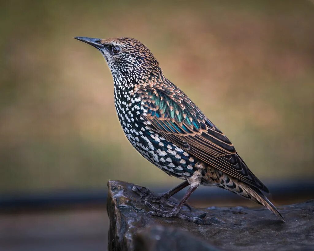 Птица с пестрым оперением. European Starling птица. Обыкновенный скворец. Старлинг скворец. Серая птичка скворец.