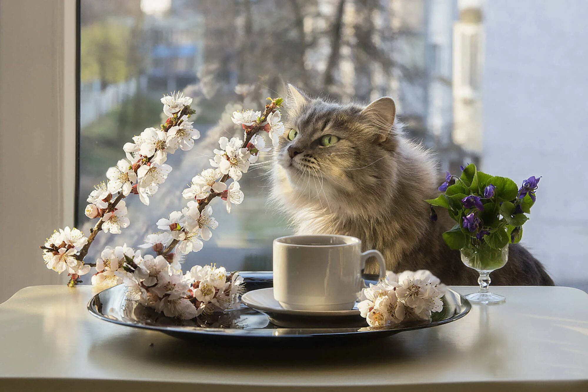 Открытки с добрым весенним утром с котиками. Доброе утро котики. Доброе утро котенок.