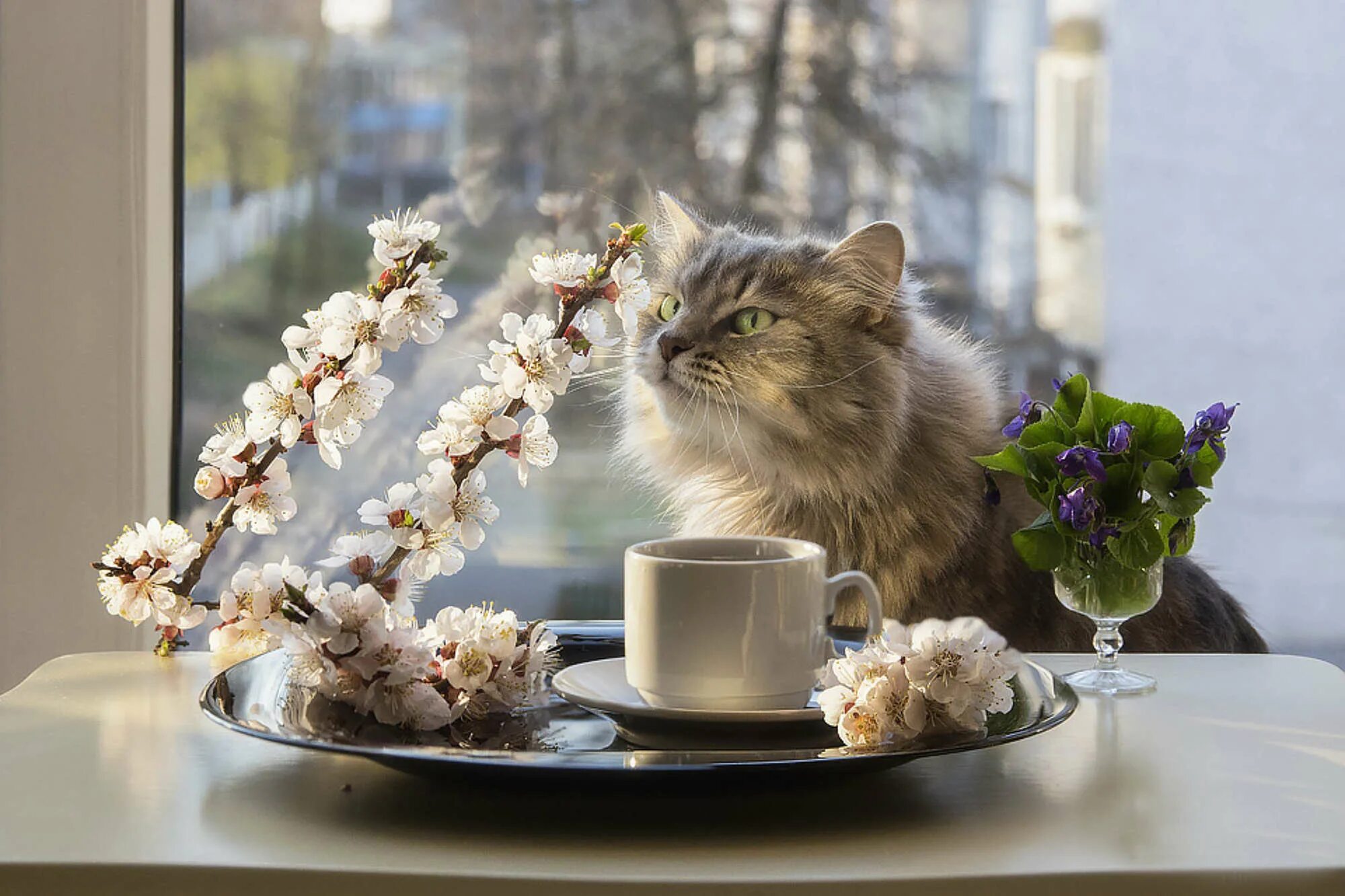 Это было красивое утро. Доброе утро котики. Доброе утро котенок.