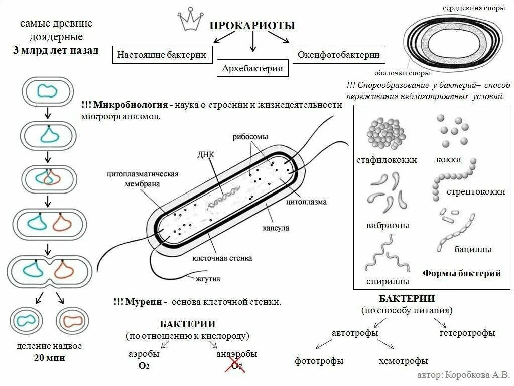 Строение бактерий ЕГЭ биология. Схема строения прокариотической клетки таблица. . Прокариоты, строение прокариотической клетки. Бактериальная клетка ЕГЭ биология.