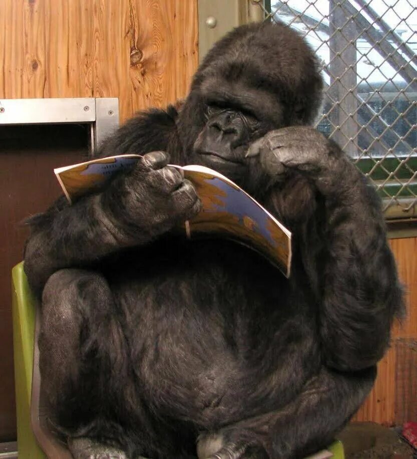 Обезьяна не понимает. Умная горилла Коко. Горилла с кокосом. Горилла по имени Коко. Обезьяна Коко.