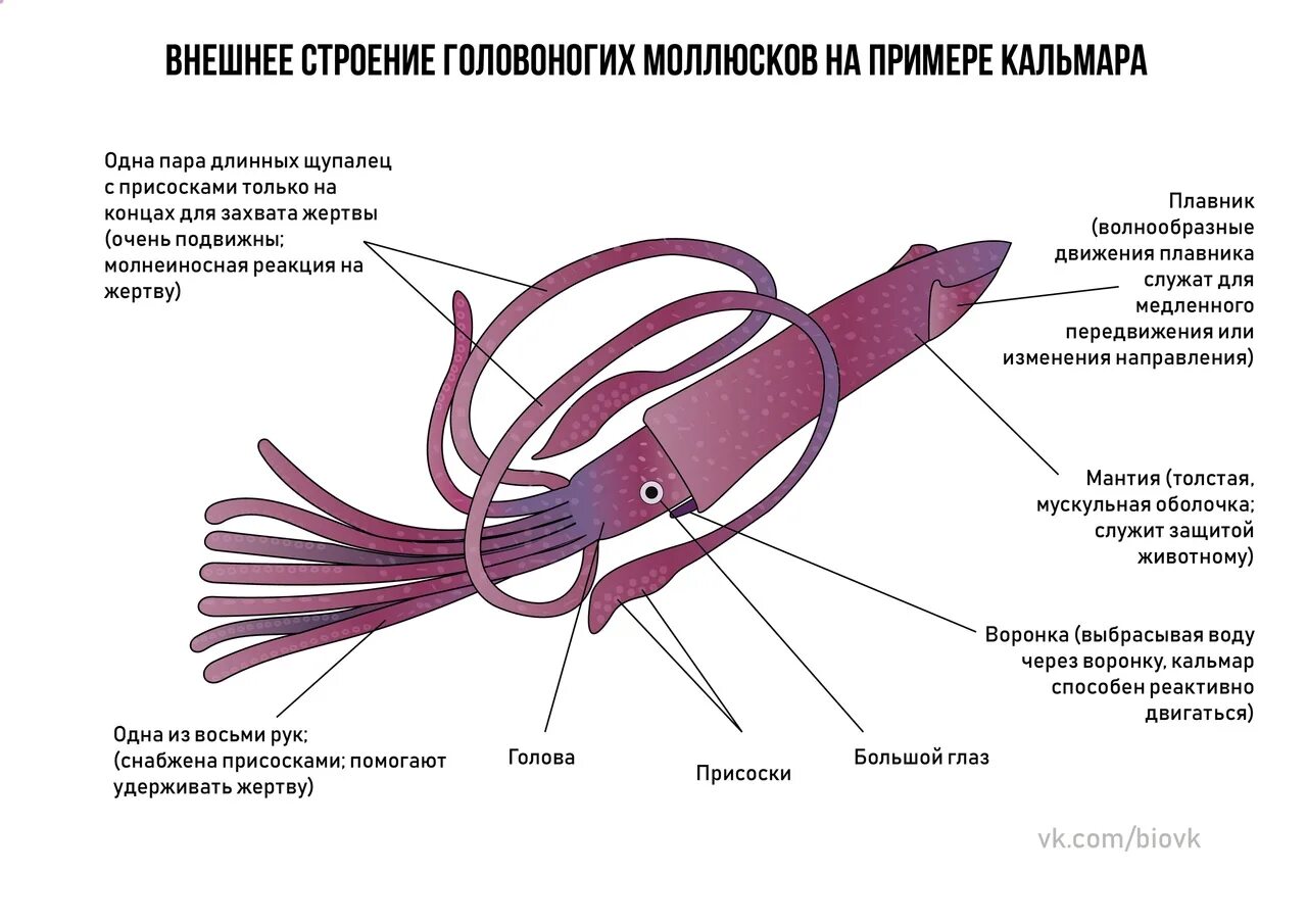 Внешнее строение головоногих. Внешнее строение головоногих моллюсков. внешнее строение кальмара. кальмар строение тела. внутреннее строение головоногих.