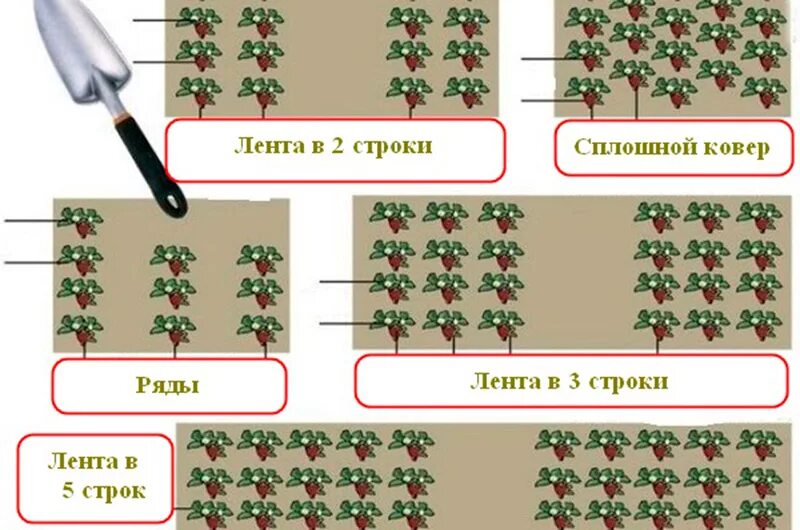 Схема посадки ремонтантной клубники в открытом грунте. Схема посадки клубники садовой в открытом грунте. Схема посадки земляники в открытом грунте. Схема посадки земляники садовой в открытом. Расстояние между кустами клубники