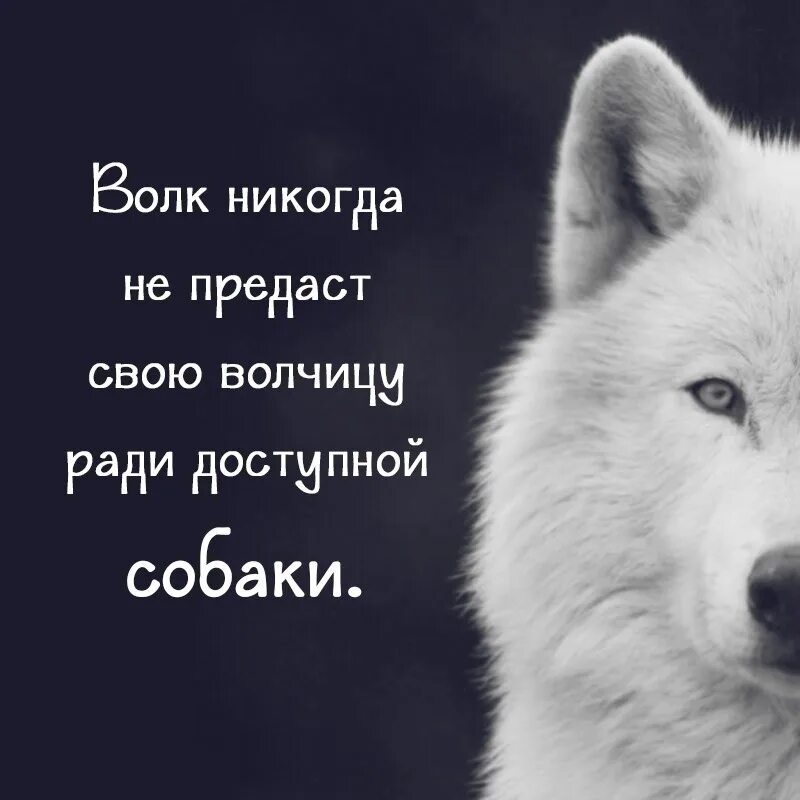 Волчица волка не предаст. Фразы волка. Цитаты Волков. Высказывания про Волков.