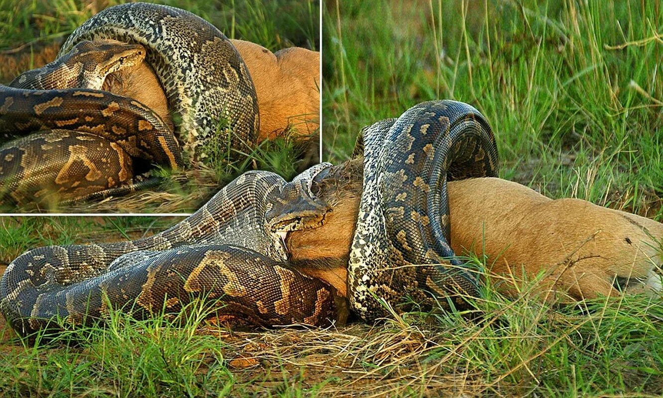 Змея сетчатый питон. Сетчатый питон Python reticulatus 14.85 метра. Змеи заглатывают добычу целиком