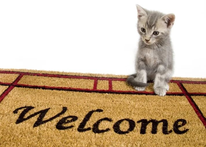 Welcome to Kitty City. Welcome to Kitty City gif. My cat new