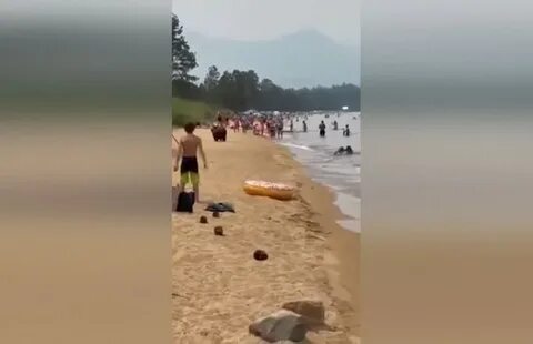 Медведи на пляже на байкале