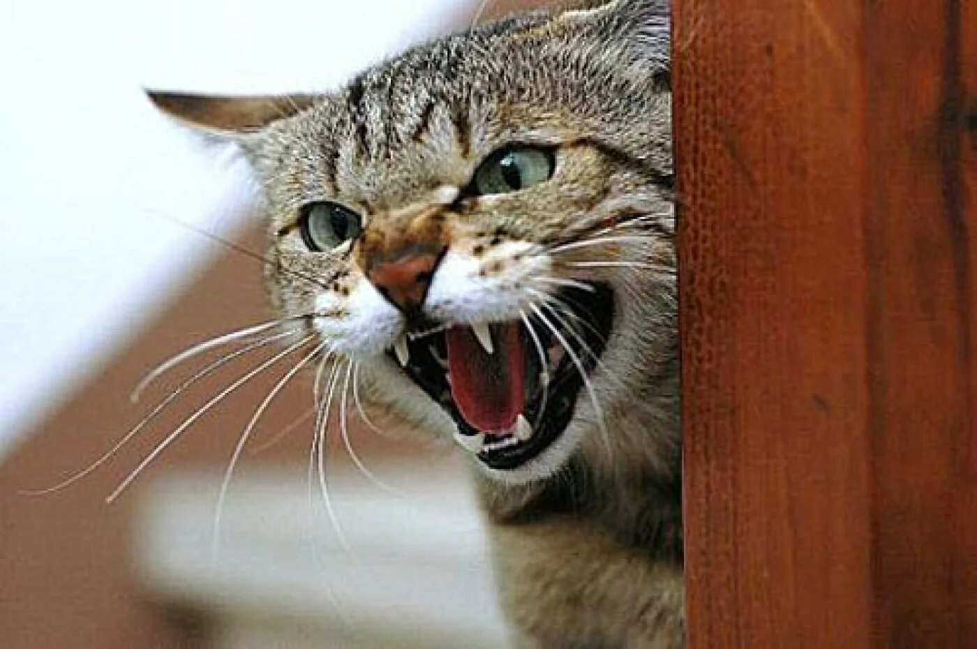 Котенок мяукает туалет. Злая кошка. Злой котенок. Кот ругается. Смешная бешеная кошка.