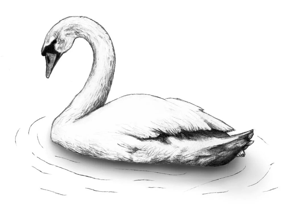 Нарисовать рисунок лебедушка. Лебедь рисунок. Лебедь карандашом. Лебедь набросок. Зарисовка лебедя.