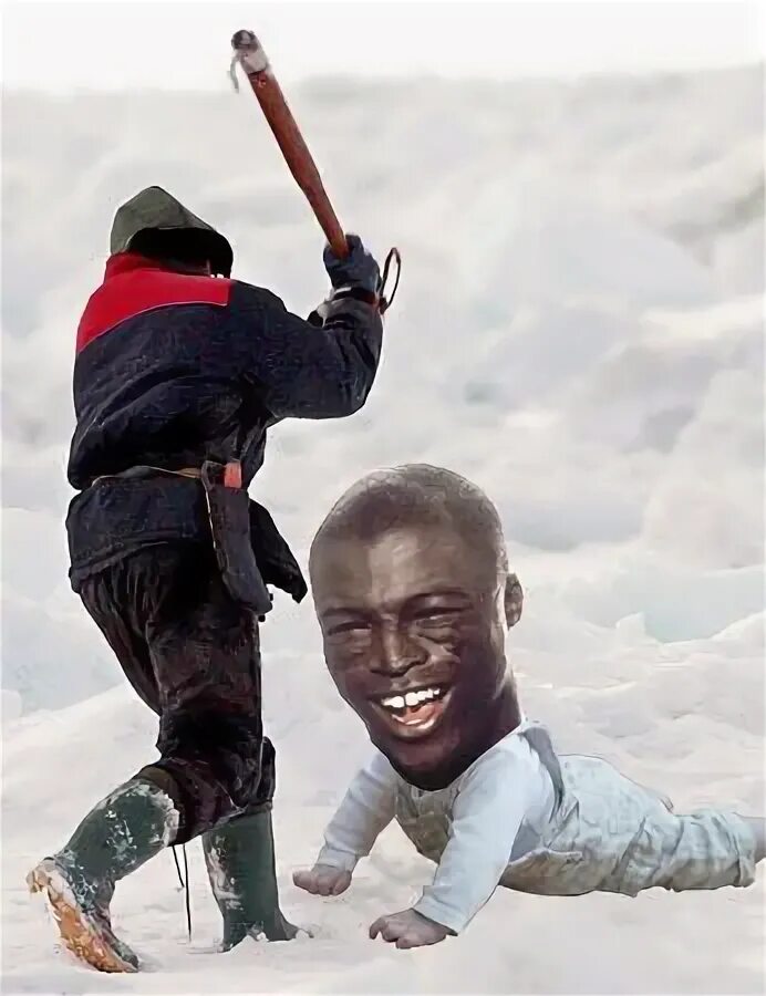 The little seal is laughing at us. Baby Seal Clubber. Club a Seal. Clubbing Baby Seals.