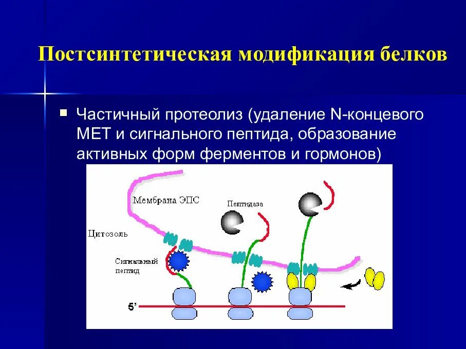 Мета трансляция. Постсинтетическая модификация белка (на примере коллагена).. Сигнальный пептид это биохимия. Постсинтетическая модификация. Постсинтетическая модификация белков биохимия.