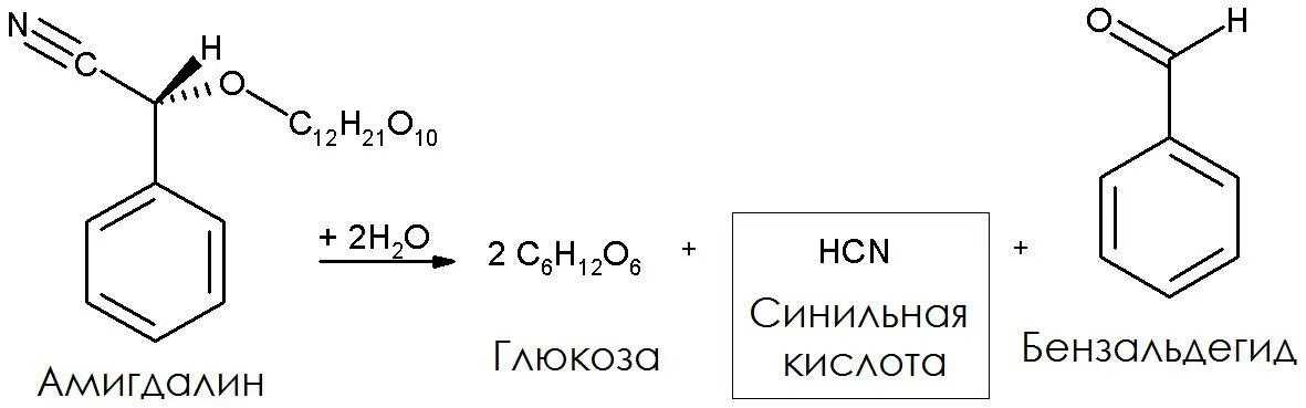 Голодная кислота. Амигдалин структурная формула. Гликозид амигдалин формула. Кислотный гидролиз амигдалина. Бензальдегид с синильной кислотой.