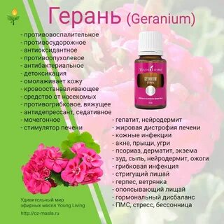Герань при отите