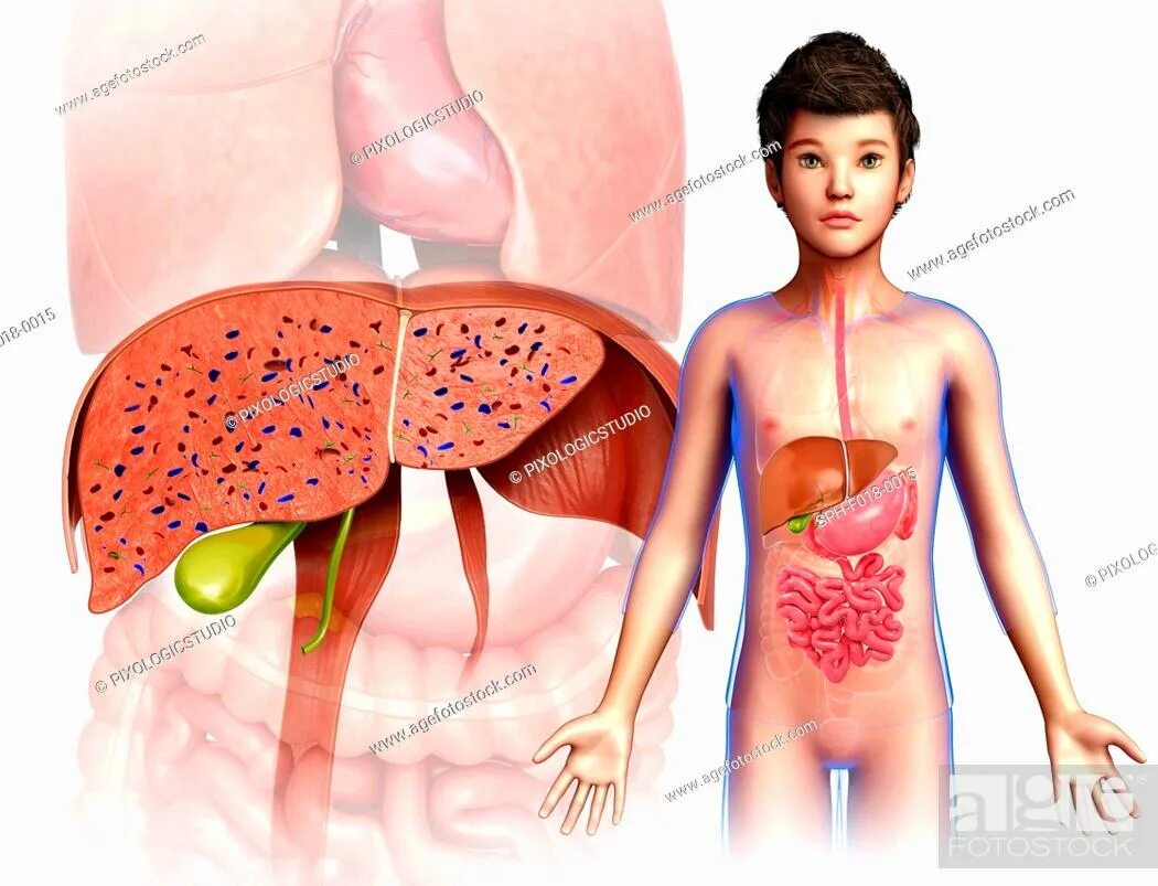 Печень у детей 3 лет. Расположение печени у детей. Печень ребенка и взрослого. Больная печень у ребенка.