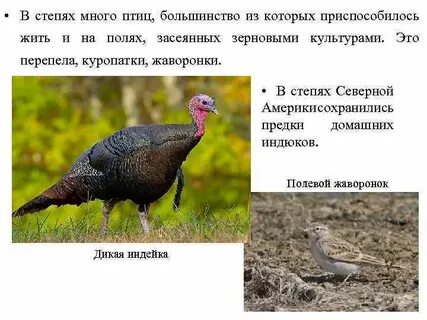 Почему птиц больше