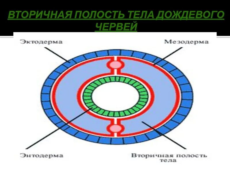 Кольцевые черви полость тела. Дождевой червь вторичная полость тела. Полости тела червей. Полость тела дождевого червя. Вторичная полость.