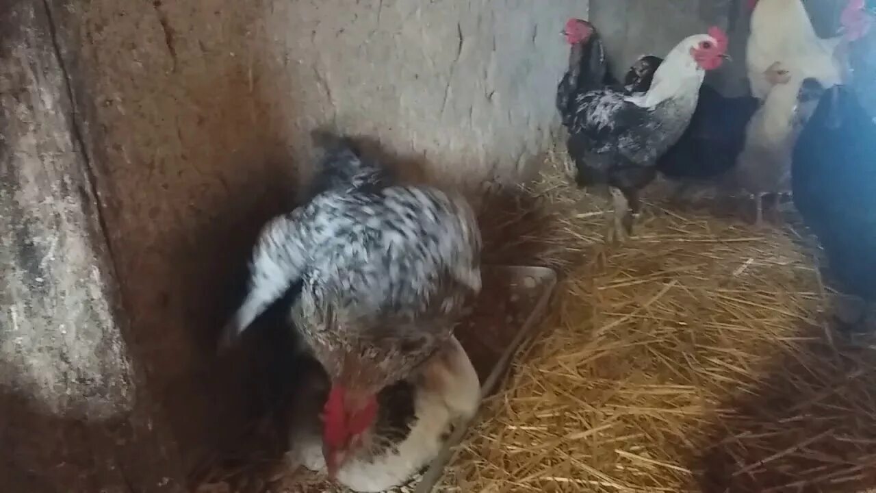 Как отучить кур клевать. Курица расклевывает яйцо. Расклёв яиц курами. Куры клюют яйца.
