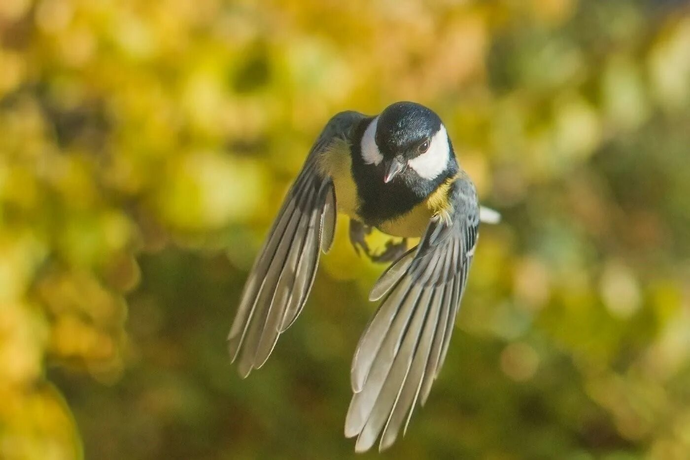 Синичка в полете картинка. Синица лазоревка в полете. Синичка в полете картинка. Синица с расправленными крыльями. Синица лазоревка в полете.