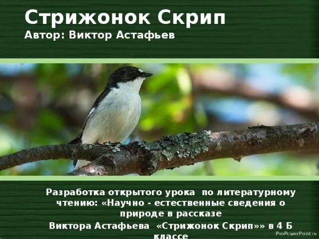 Характеристика скрипа из рассказа стрижонок. Стрижонок скрип. Стрижонок скрип Автор. Презентация в. Астафьев " Стрижонок скрип". Стрижонок скрип презентация.