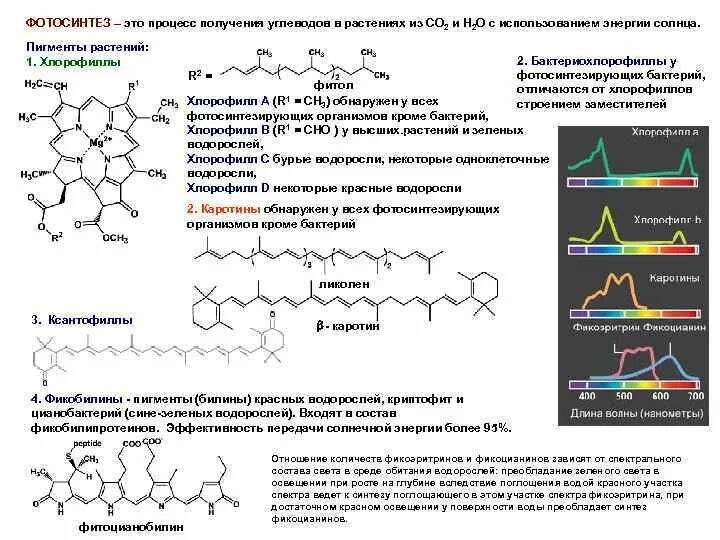 Накопление водорастворимых пигментов антоцианов. Пигменты фотосинтеза хлорофилл каротиноиды. Растительные пигменты формулы. Фотосинтетические пигменты высших растений. Растительные пигменты хлорофиллы каротиноиды.