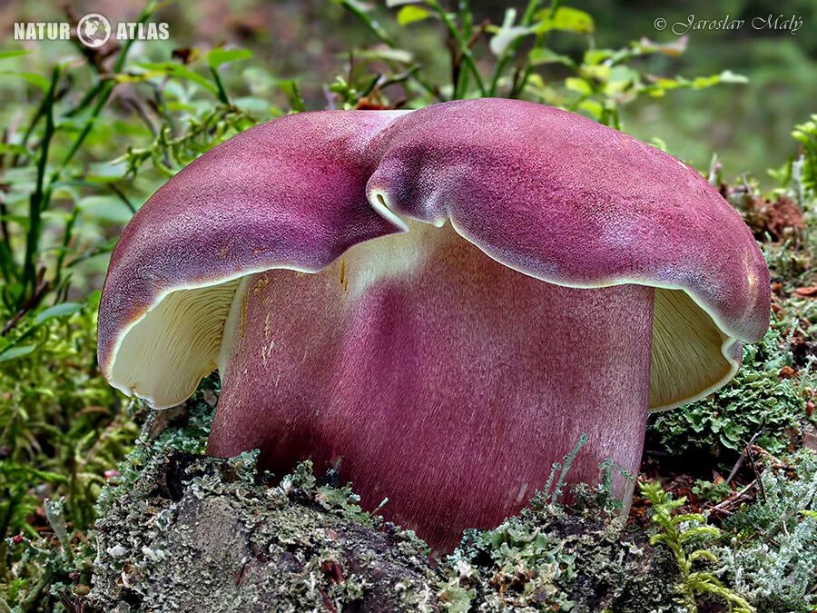 гриб моховик синеет. моховик цисальпийский. моховик бархатный гриб. боровик пороспоровый. Xerocomus ripariellus.