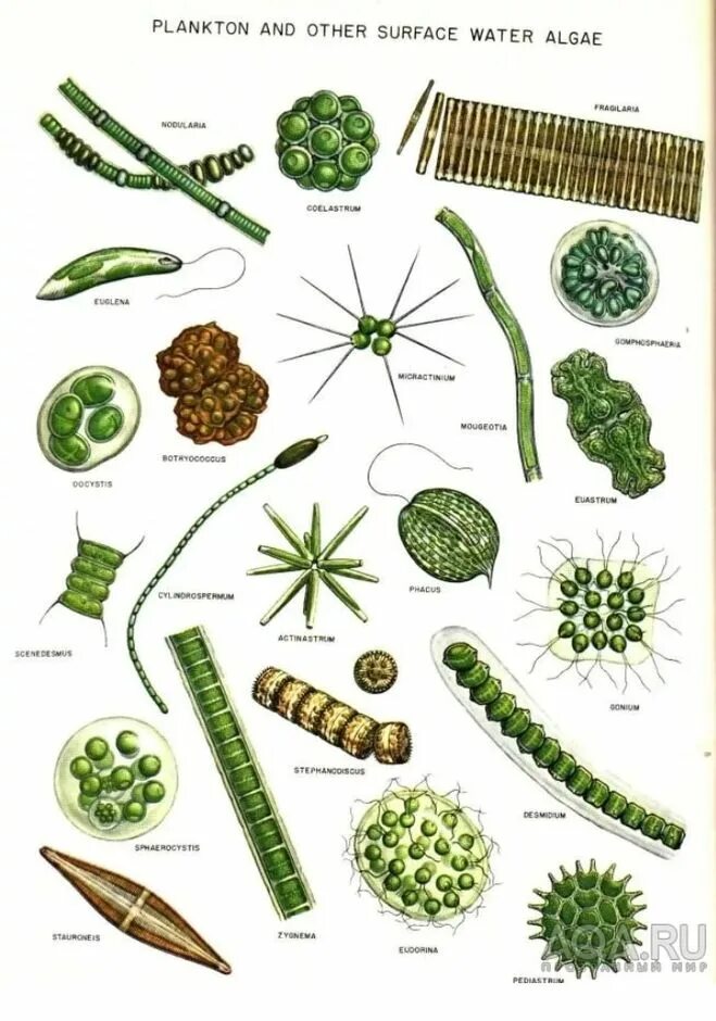 Планктон водоросли. Фитопланктон водоросли. Фитопланктон зеленые водоросли. Микроскопические морские водоросли. Фитопланктон рисунок.