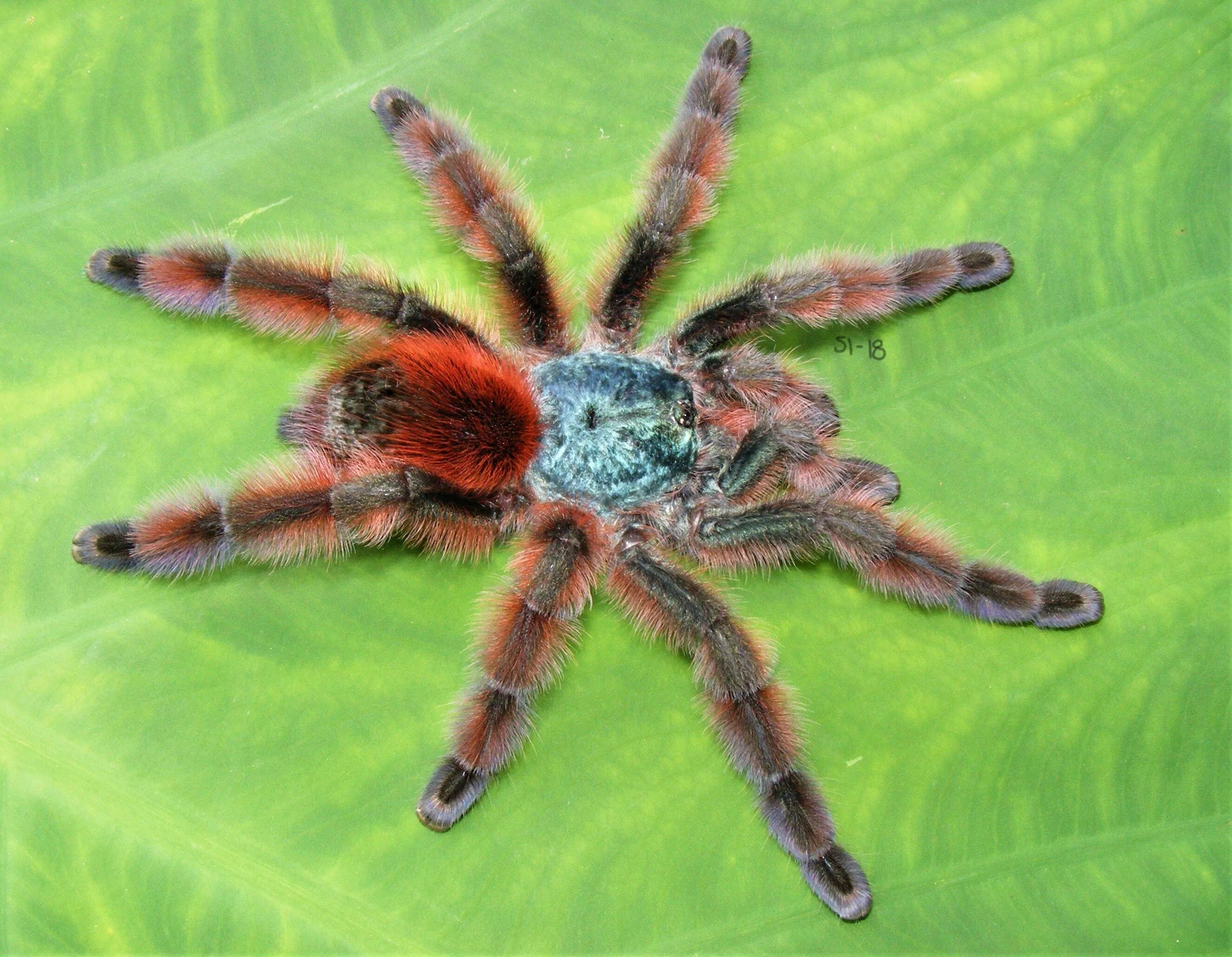 Паук Avicularia versicolor. Паук птицеед Avicularia versicolor. Avicularia (Caribena) versicolor. Caribena versicolor паук. Тарантул цена