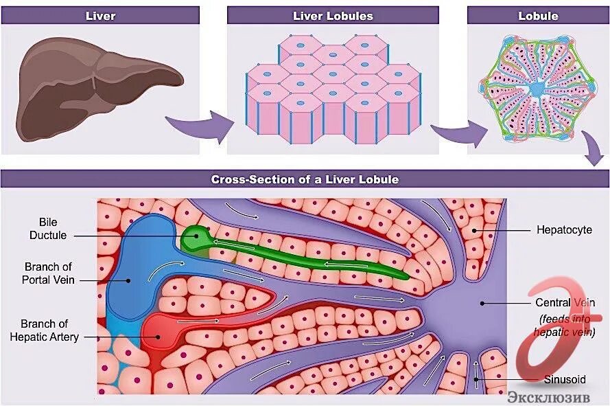 Структура клеток печени. Клетки печени гепатоциты. Структура печени гистология.