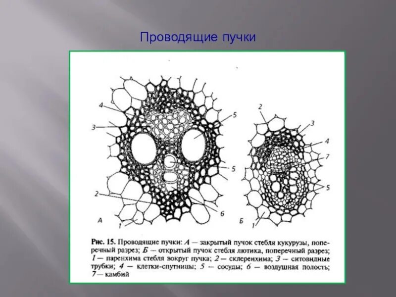 Типы проводящих пучков. Строение проводящих Пучков. Проводящие пучки однодольных растений. Коллатеральный закрытый проводящий пучок стебля кукурузы. Растительные ткани. Типы проводящих Пучков.