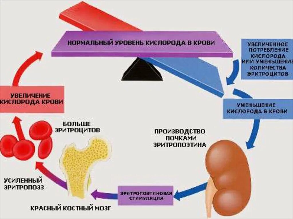 Как повысить кислород в крови. Схема эритропоэза эритропоэтиновый механизм. Синтез эритропоэтина в почках. Регуляция эритропоэза схема. Гормоны влияющие на эритропоэз.