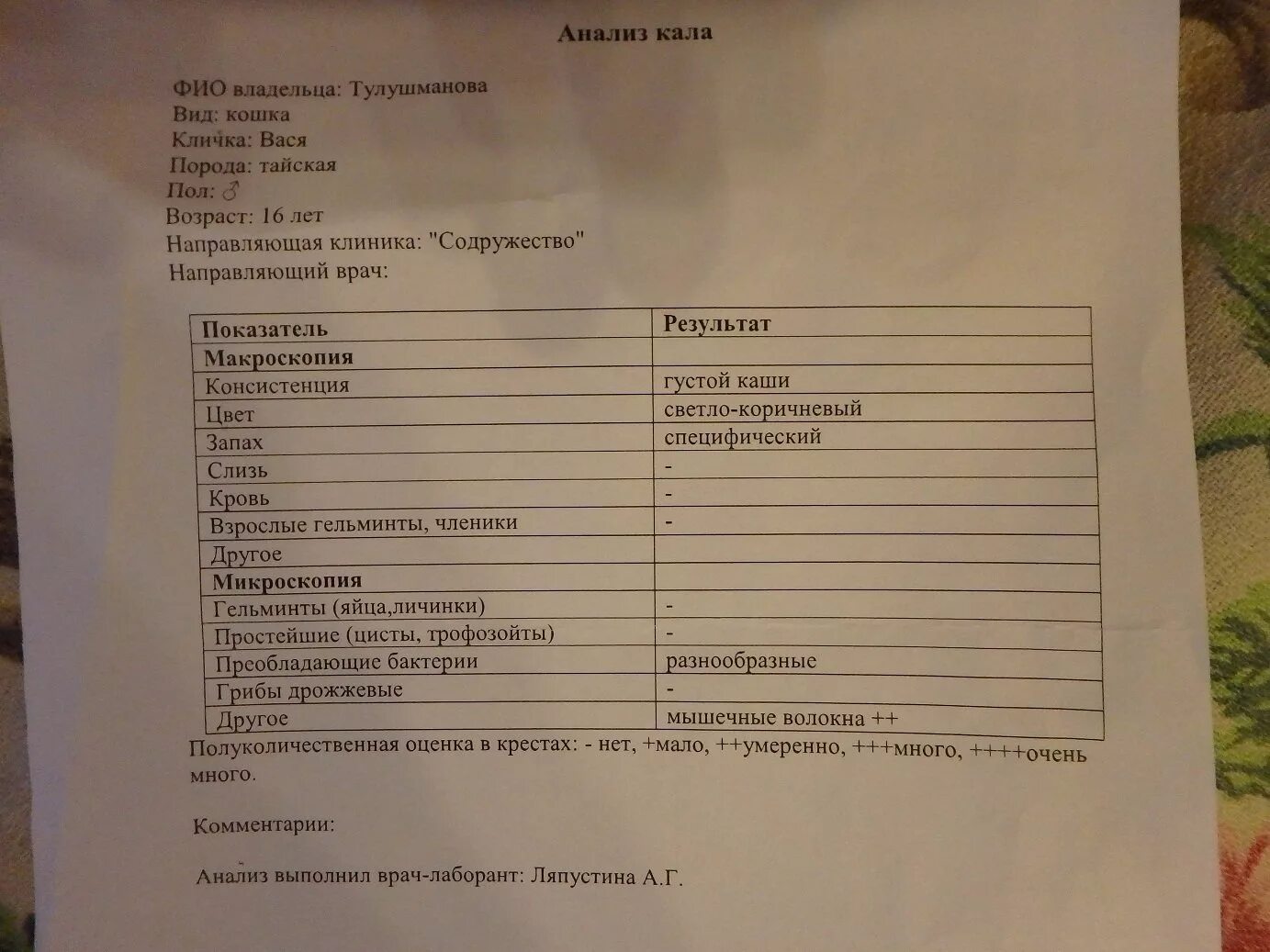 Анализ кала. Исследование кала анализ. Анализ кала на простейшие. Расшифровка анализа кала на глисты.