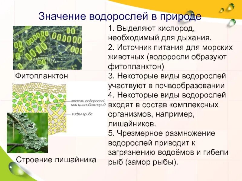 Значение донных водорослей в природе назовите. Значение водорослей в природе. Водоросли участвуют в почвообразовании. Значение водорослей для животных. Роль водорослей в почвообразовании.