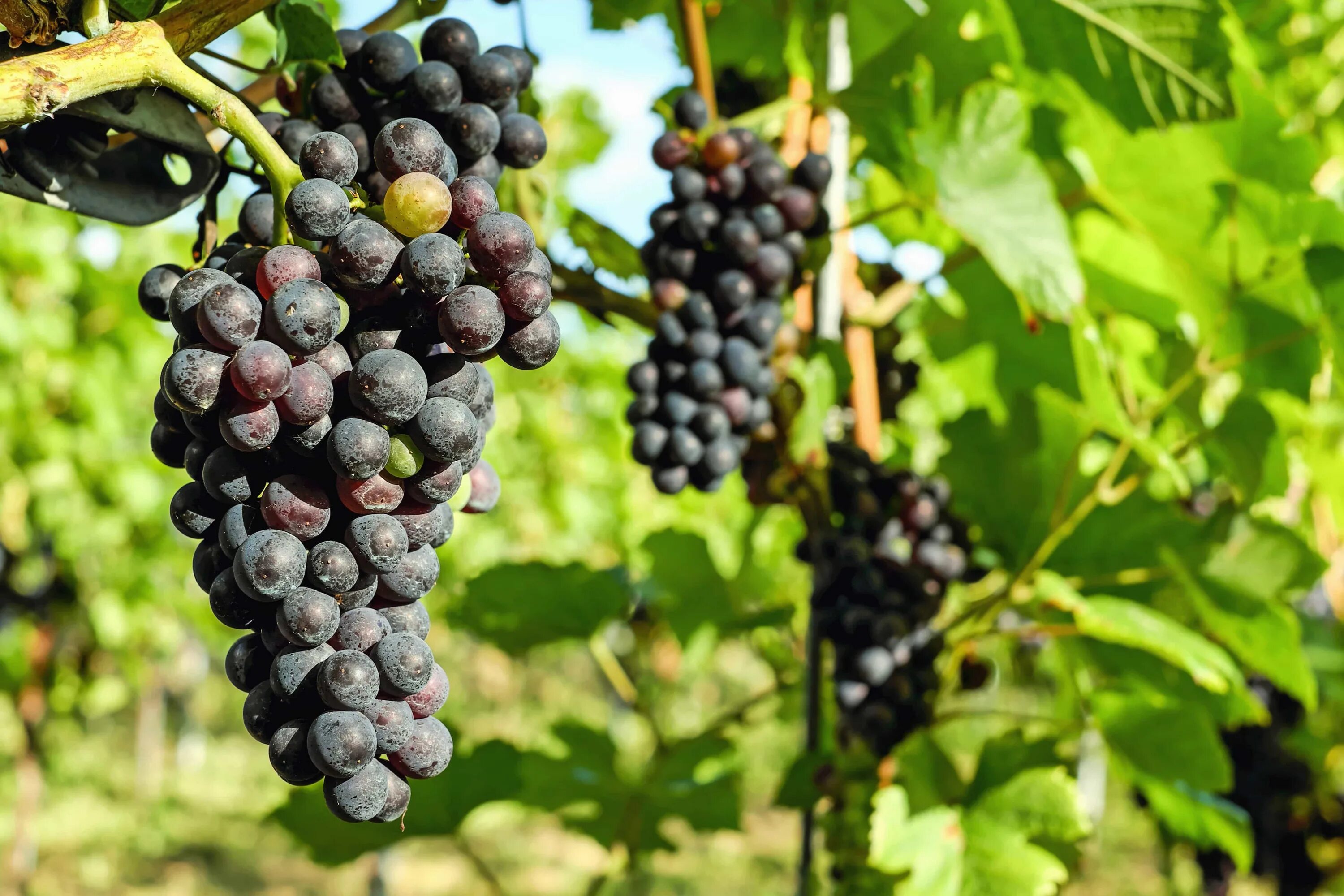 Виноград вино 7 букв. Виноградная лоза. Виноград картинка. Виноград в Ленобласти. Плод винограда.