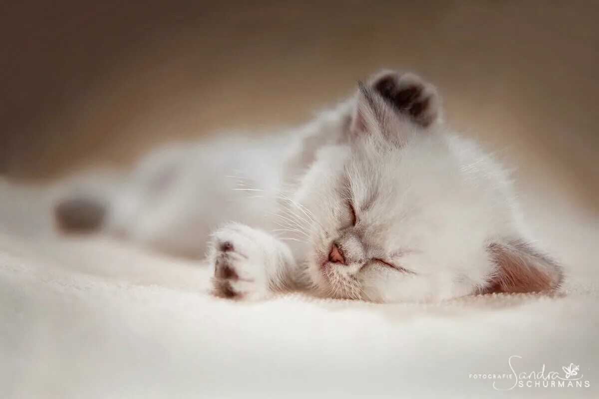 Спи сладко любимая. Сладких снов картинки. Спокойной ночи котики. Милое пожелание спокойной ночи. Сладкой ночи.