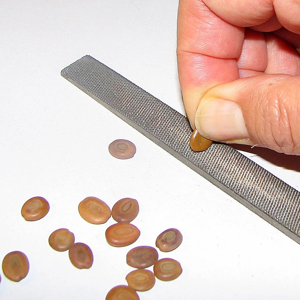 Скарификация семян плодовых культур. Термическая скарификация семян. Скарификация семян боярышника. Механическая скарификация семян. Долихос скарификация.