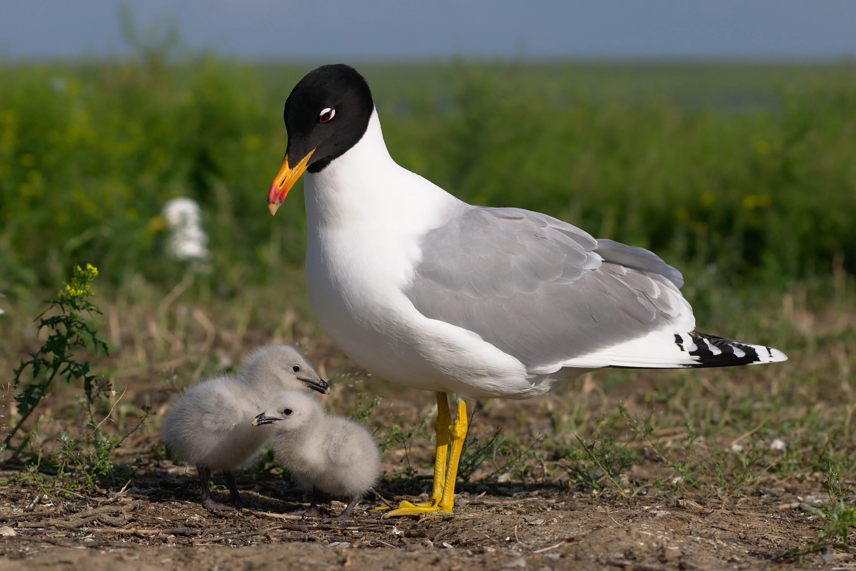 Черноголовый хохотун. Черноголовый хохотун (Larus ichthyaetus). Черноголовый хохотун – Larus ichthyaetus Pallas. Серебристая Чайка черноголовый хохотун. Ростовский заповедник черноголовый хохотун.