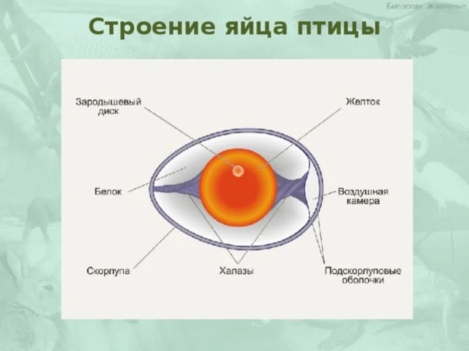 Функция желтка. Строение яйца птицы. Схема строения куриного яйца рисунок. Строение скорлупы яйца птицы. Строение куриного яйца птиц.