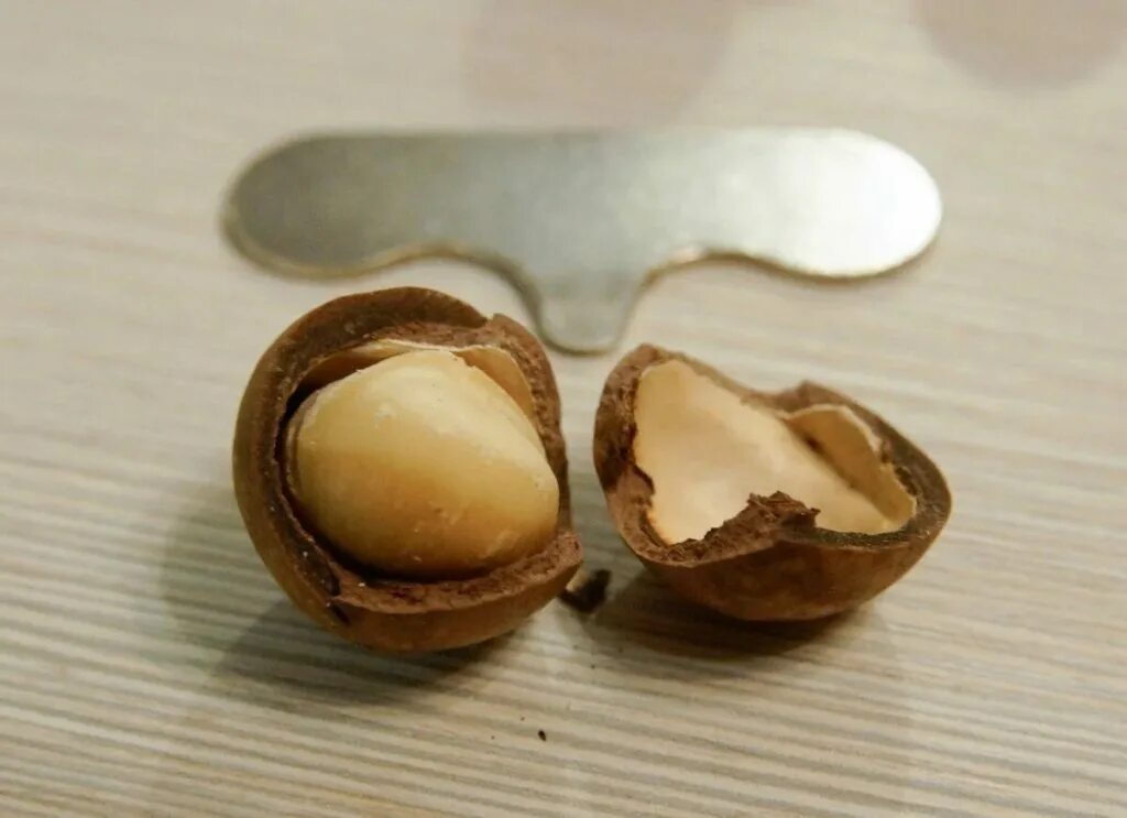 Как открыть макадамию