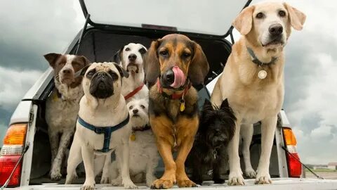 Dogs class