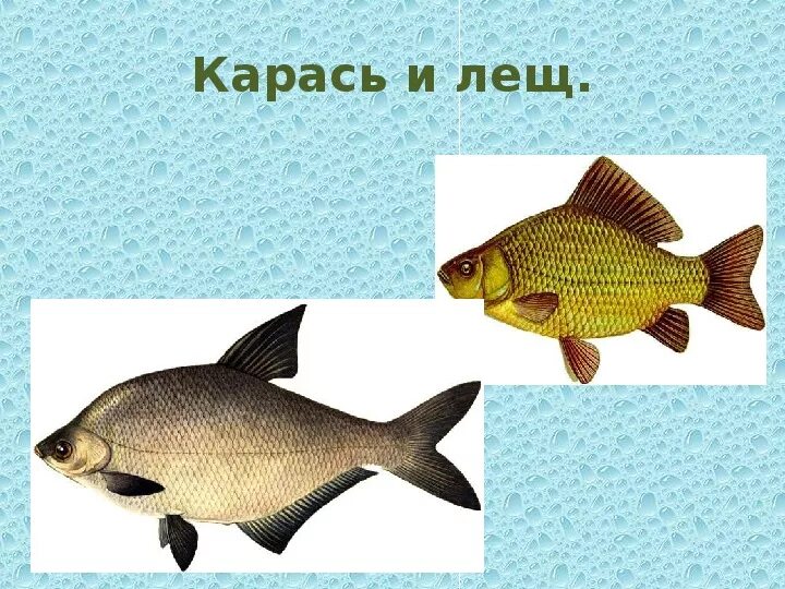 Подлещик и карась отличия. Лещ и карась. Лещ и карась отличия. Лещ и карась разница.