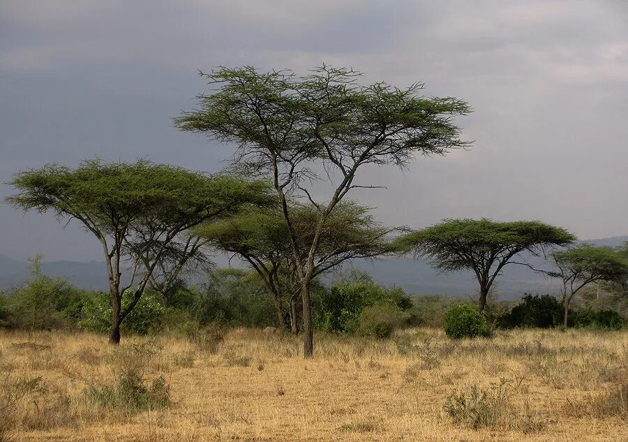 лианы основная растительность саванн верно или нет. растения саванны и редколесья африки. вечнозёленые деревянистые лианы. растения саванн южной америки. комнатные растения саванны африки и южной америки.