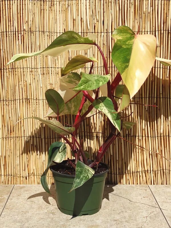 Филодендрон ред андерсон. Филодендрон red emerald. philodendron red emerald филодендрон. филодендрон erubescens. филодендрон ред андерсон вариегатный.