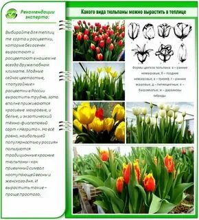 Сколько дней тюльпаны